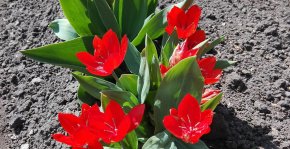 Цветы, снятые на камеру Huawei Honor 4C